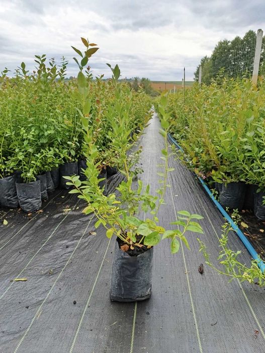 Саджанці лохини голубика борувка АКЦІЯ