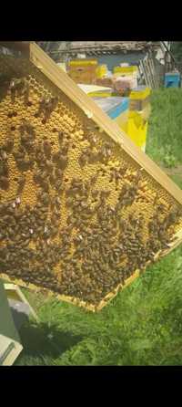 Продам бджоли,бджолосім'ї