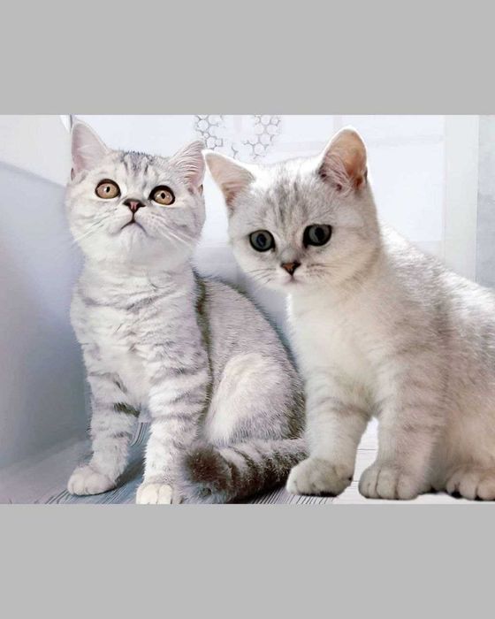 Кошенята шотландські, чистокровні - мрамур на сріблі.