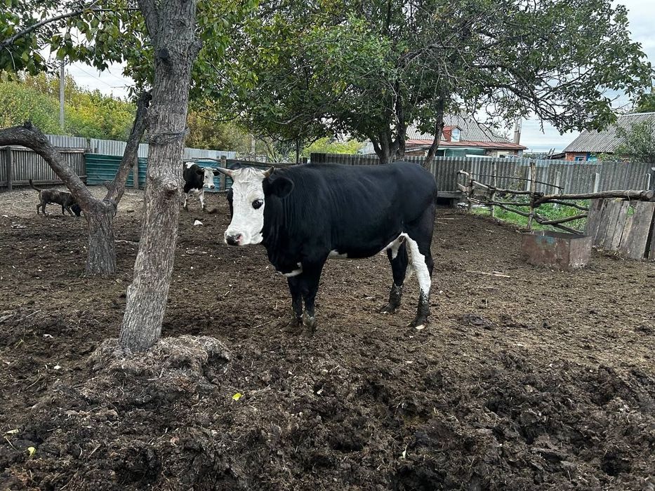 Продаю тільну теличку