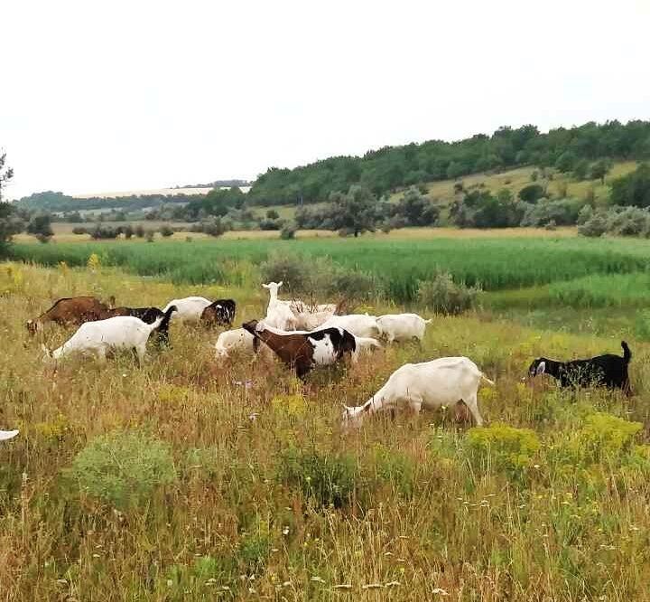 Молоко козье (зааненской и англо-нубийской породы коз).