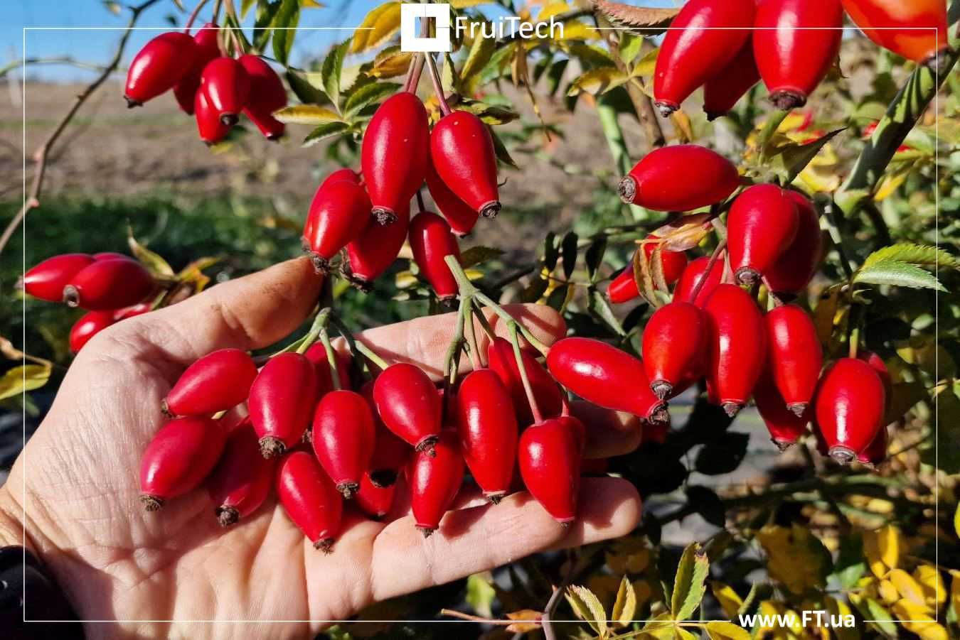 Саджанці ШИПШИНИ Кан (ін-вітро) від професійного розсадника ФруТек
