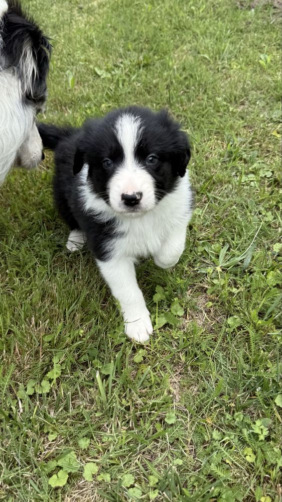 Border Collie - Leśna Polana