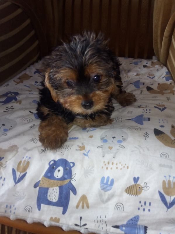 Sprzedam Yorkshire terrier