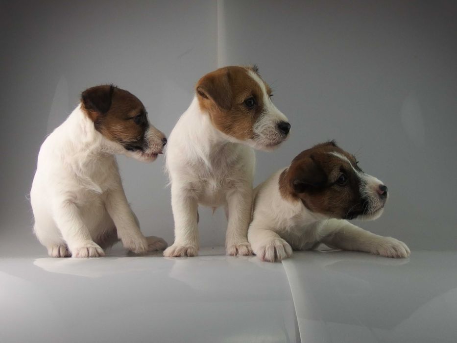 Jack russell  FCI Jakość