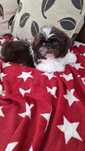 Shih tzu przepiękna Rubi