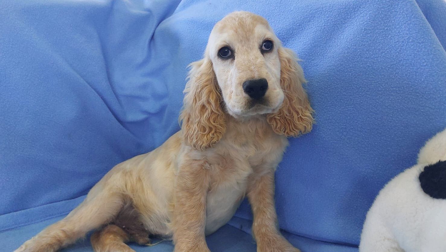 Magnífico Cachorro Cocker Spaniel Inglês Bebé