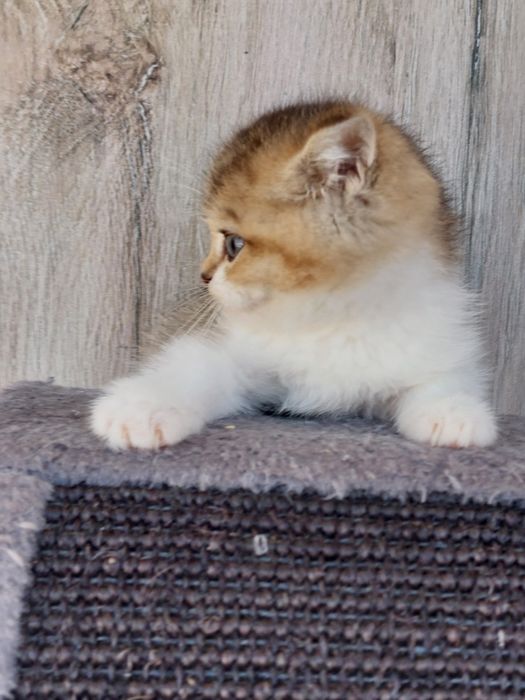 Macho british shorthair