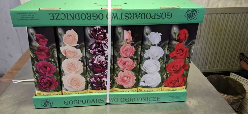Sprzedam krzewy róż z gołym korzeniem