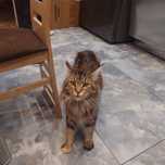 Kotka Maine Coon