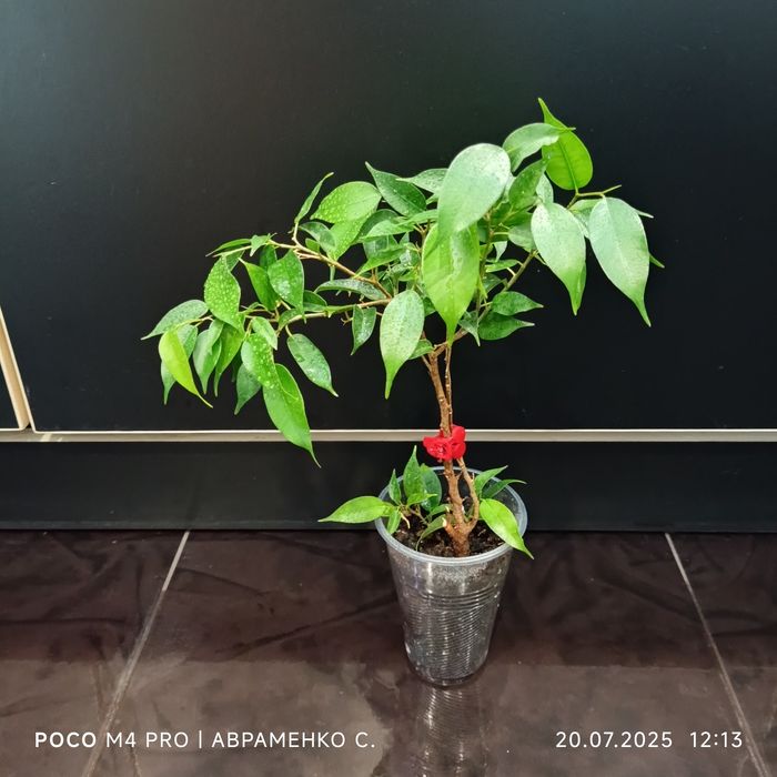 Рослини за доступними цінами