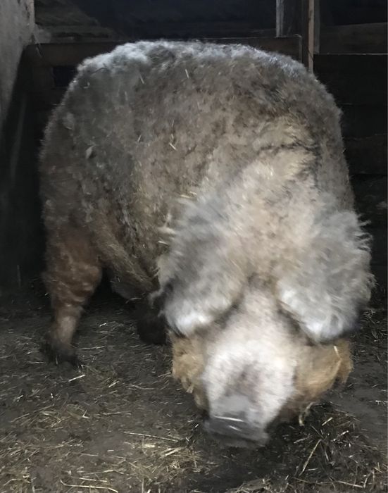 Продам домашню свинину ( м‘ясо угорської мангалиці )