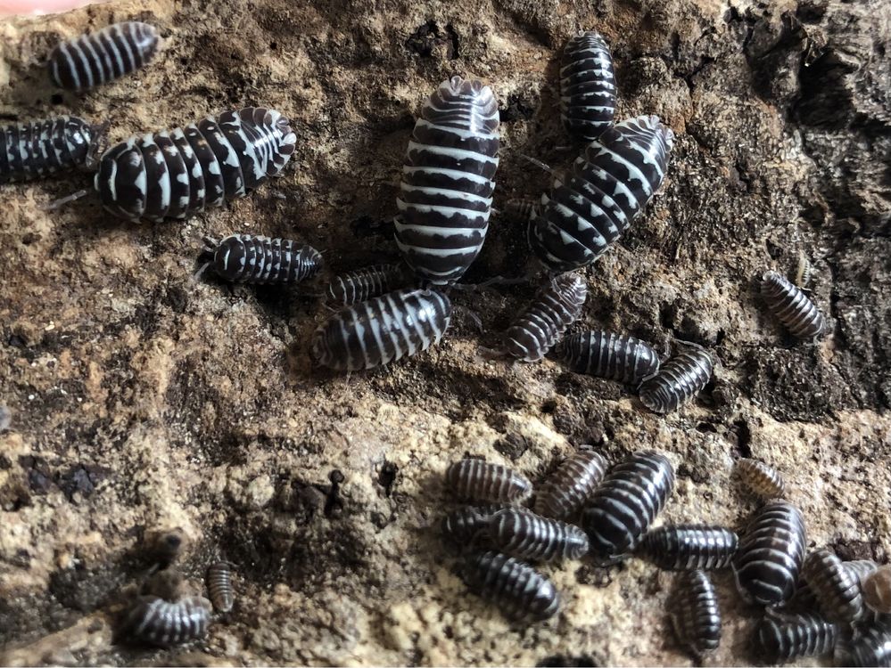 Armadillidium maculatum Zebra prosionki isopody