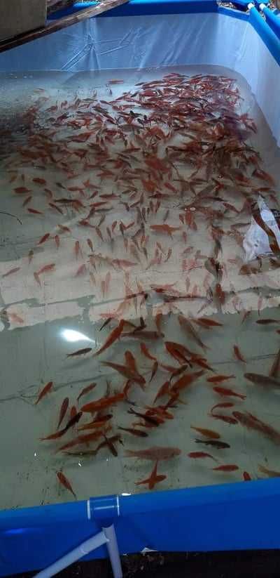 Karaś ozdobny, karp koi