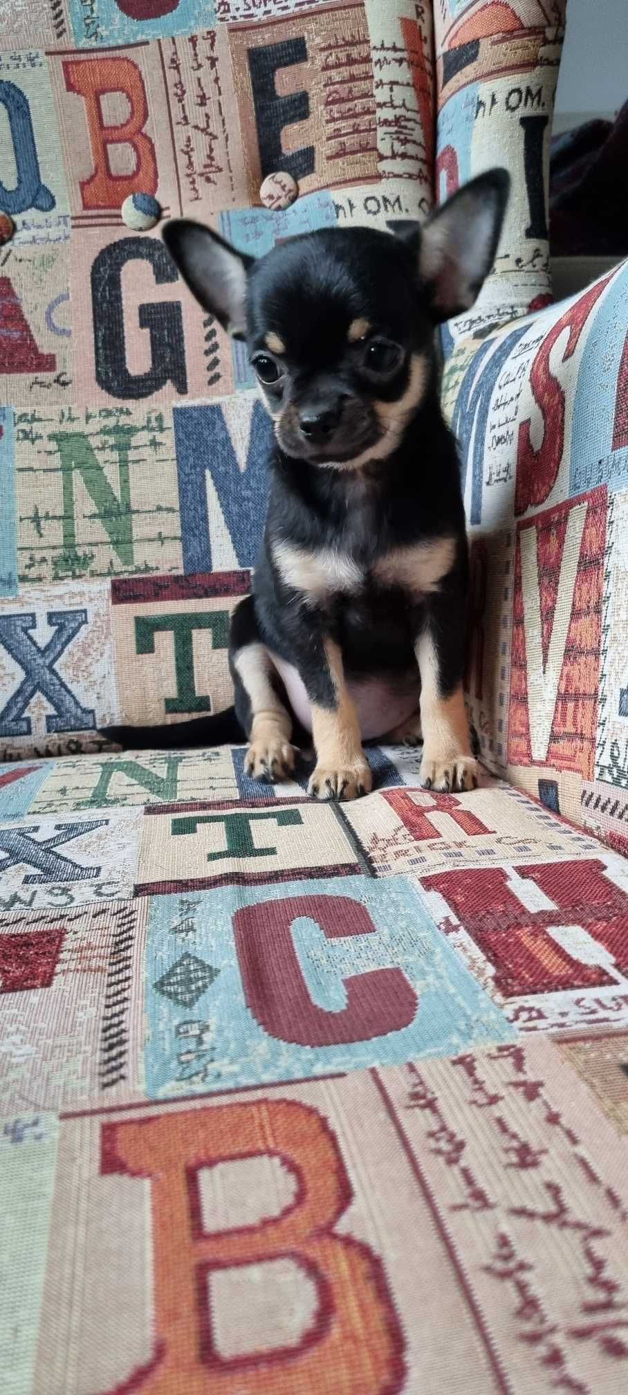 Śliczny Cudowny Piesek Chihuahua z PRAWEM HODOWLANYM