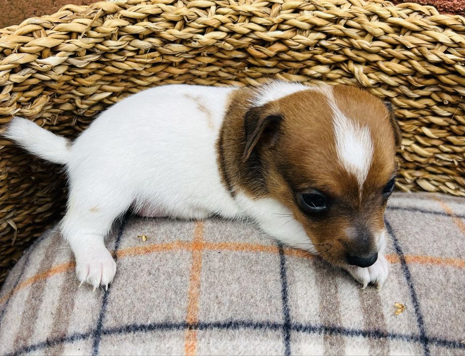 Jack russel com pedigree