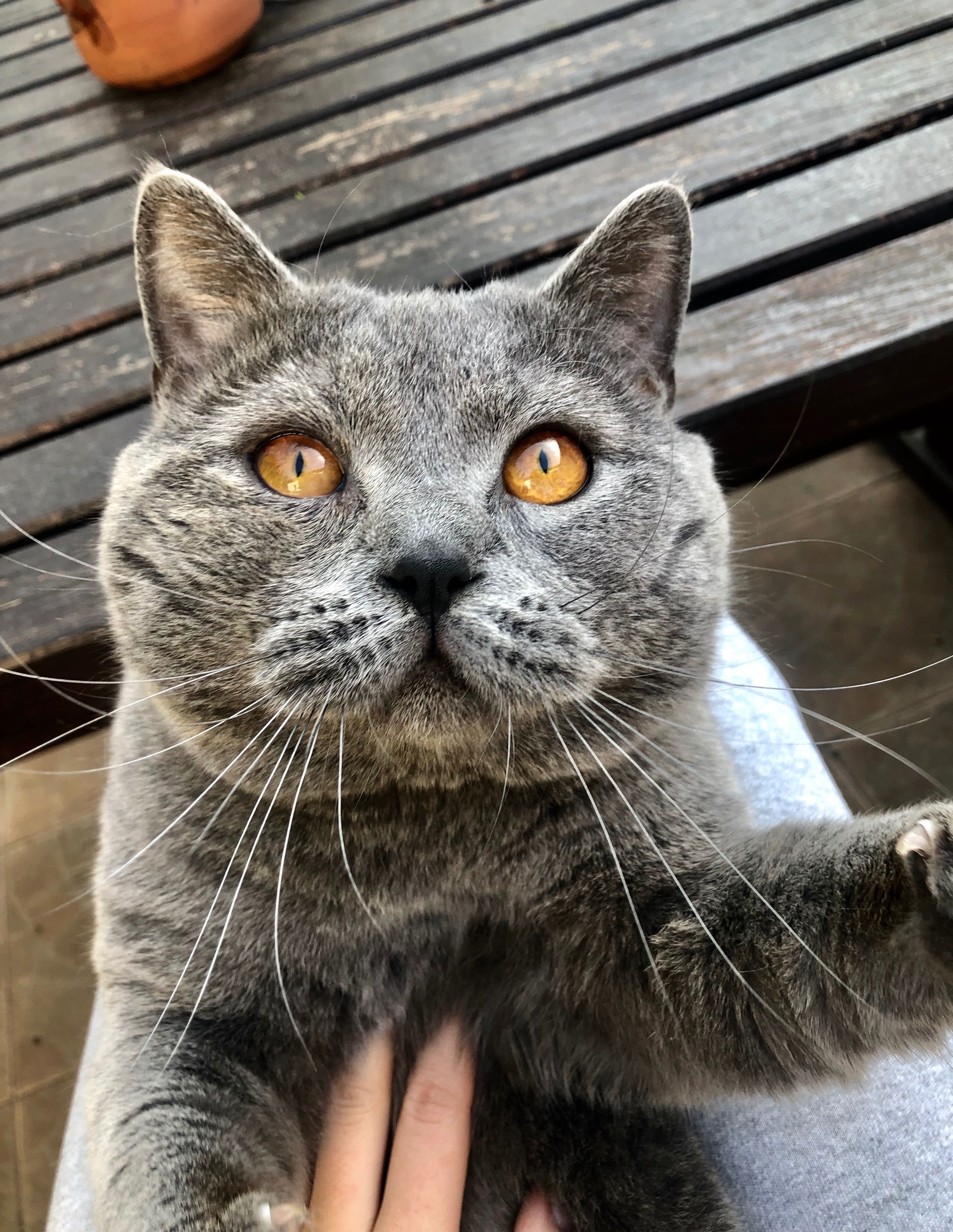 Benek - Kot szkocki do adopcji