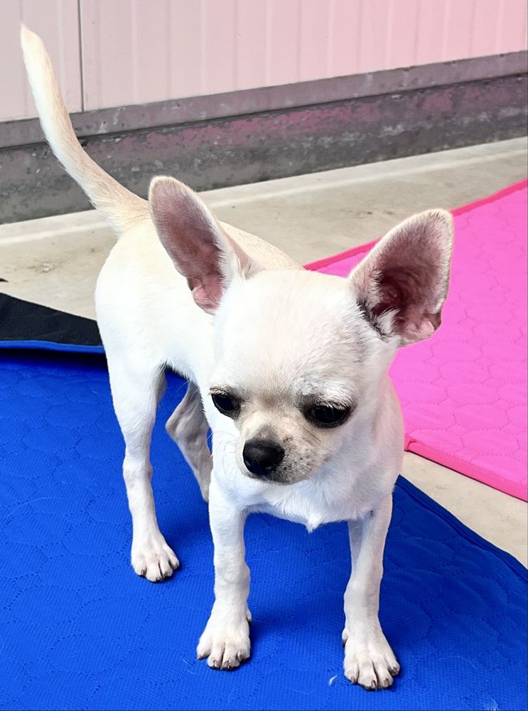 Chihuahua Macho Pelo curto