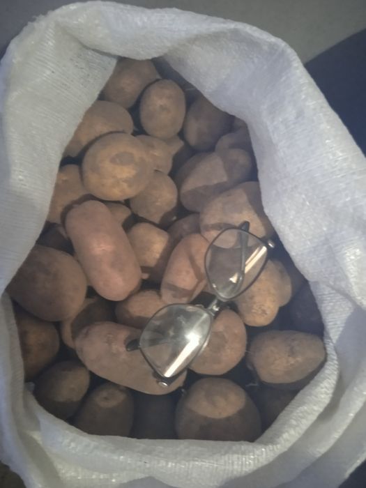 Продам домашню картоплю