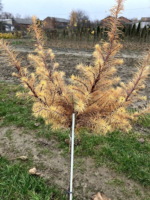 modrzew zwisający pendula  kulisty szczepiony