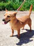 Rafael - cão mini para adoção