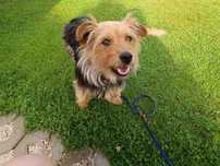 Suczka do PILNEJ adopcji