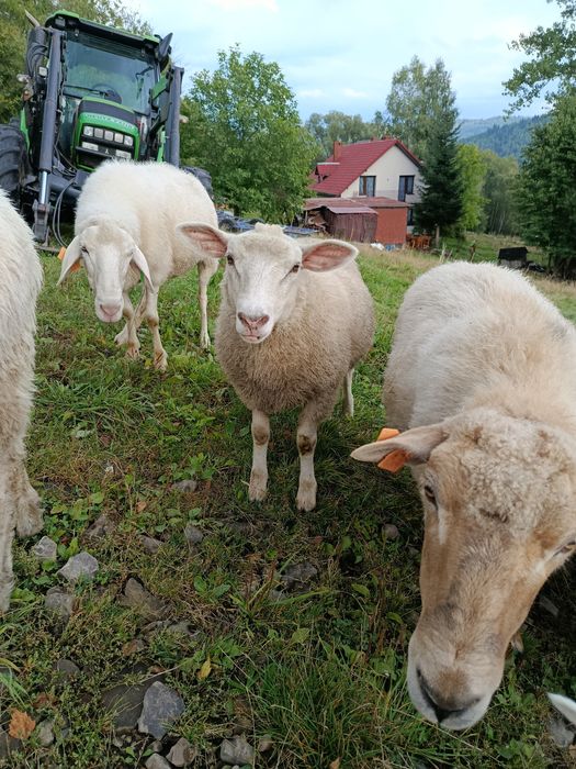 Jagnięta owce jagnięcina