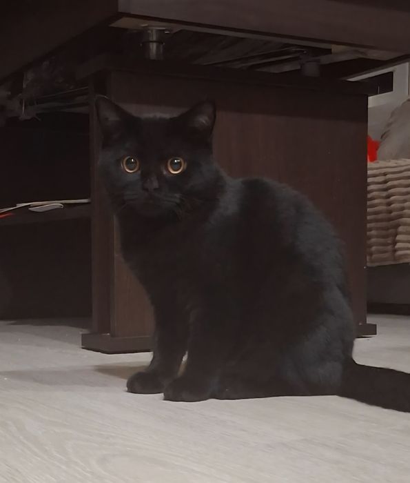 Czekoladowy kotek brytyjski