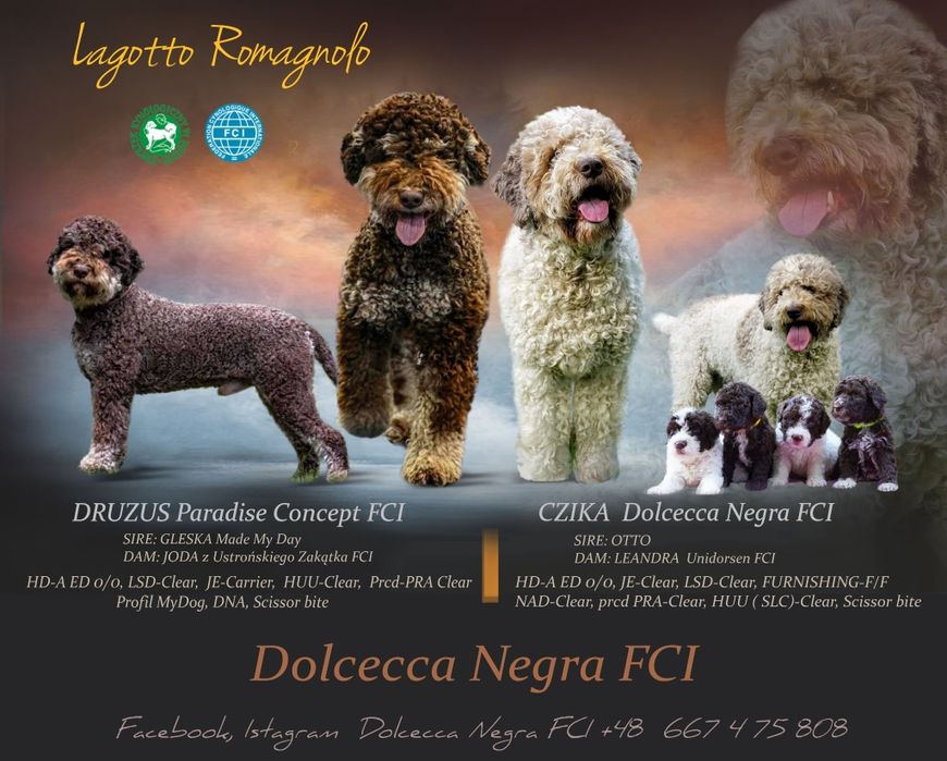 Lagotto Romagnolo-piękny  biało-brązowy piesek ZKwP/FCI