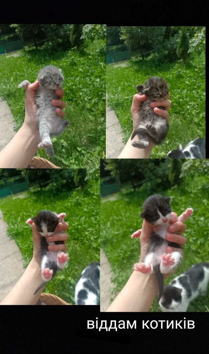 Котики в добрі руки