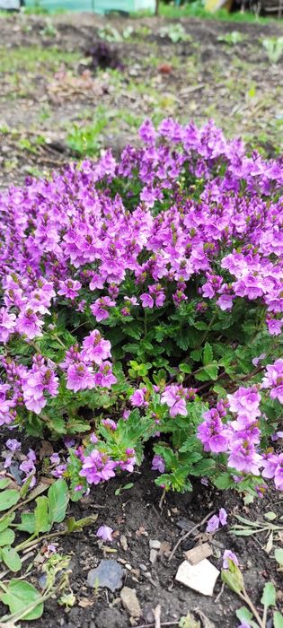 Гіпсофіла, будлея, вероніки, матрикарія, армерія, седуми, непта та ін.