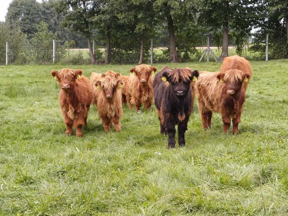 Byk highland bydło szkockie byczek