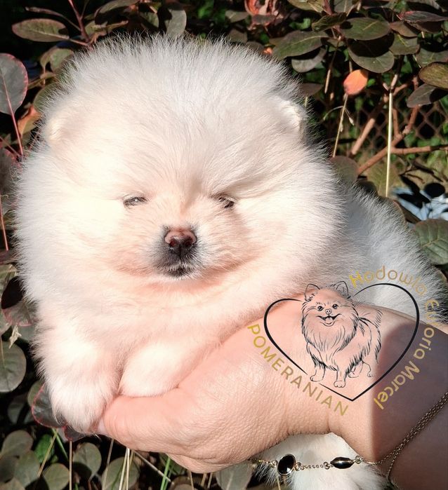 Pomeranian szpic miniaturowy