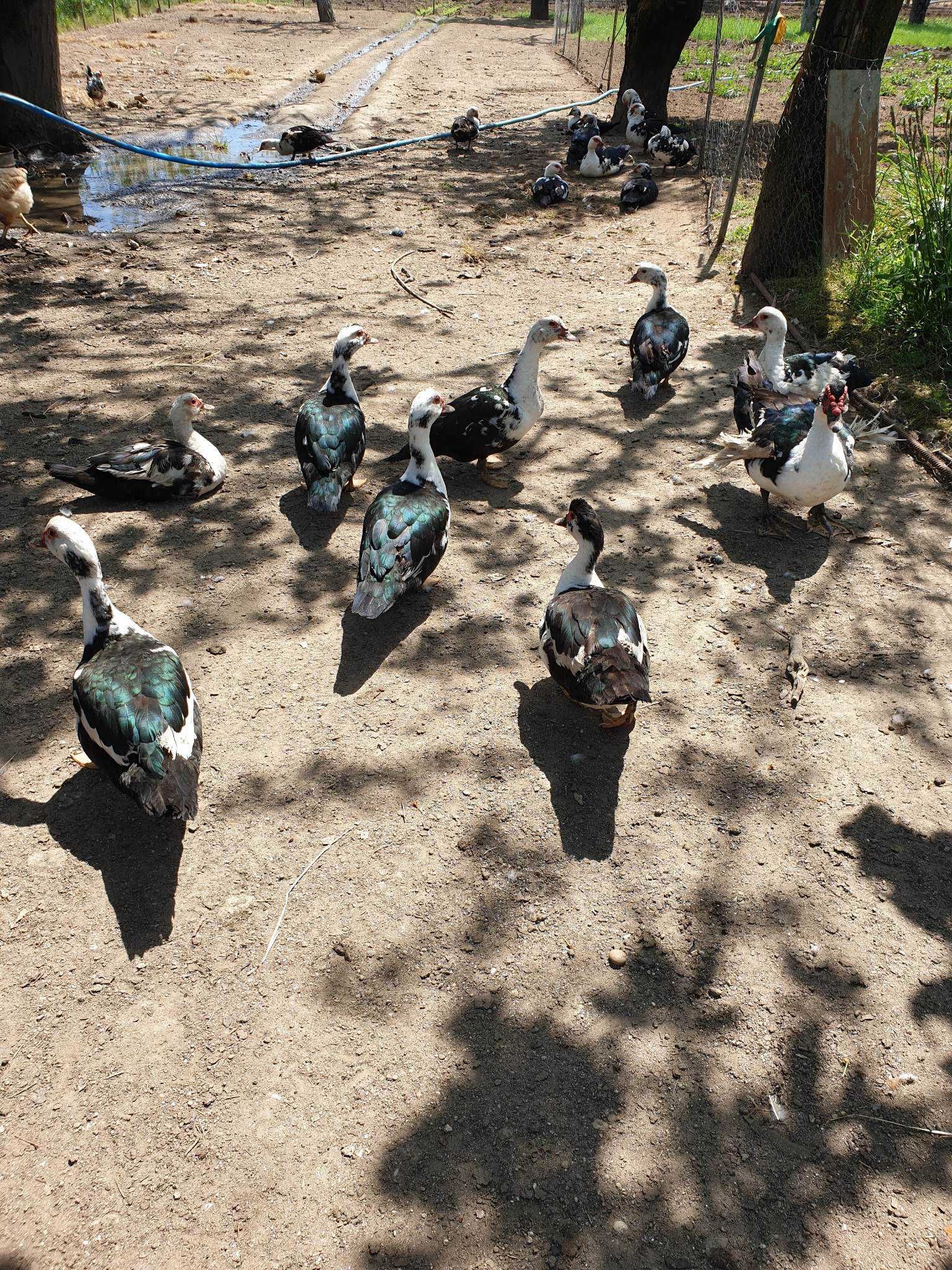 Frangos caseiros e Patos adultos