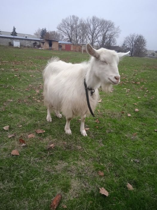 Продам котних коз