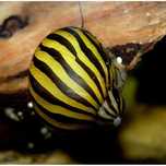 Ślimaki do akwarium/ślimak Neritina natalensis sp. Zebra