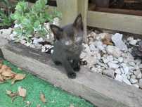 Gatinho para adopção