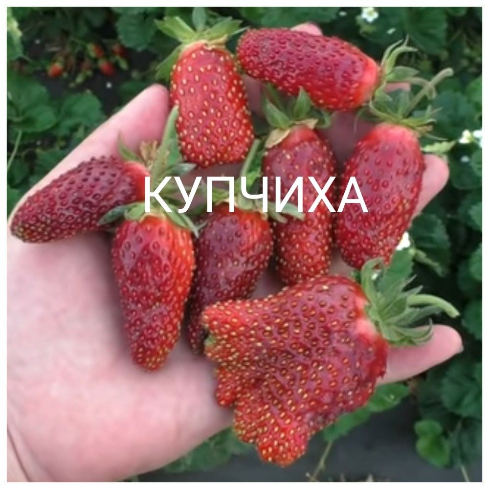 Крупноплодные, высокоурожайные сорта клубники