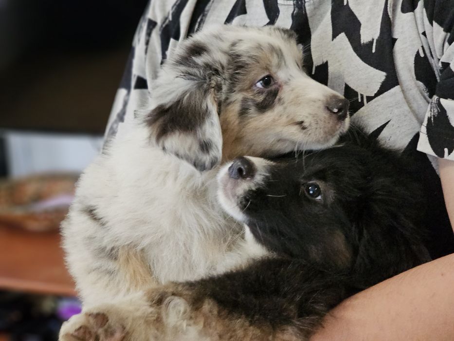 Owczarek australijski Aussie SUCZKA