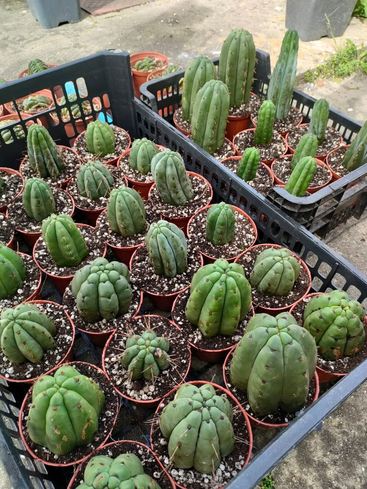 Trichocereus pachanoi crested