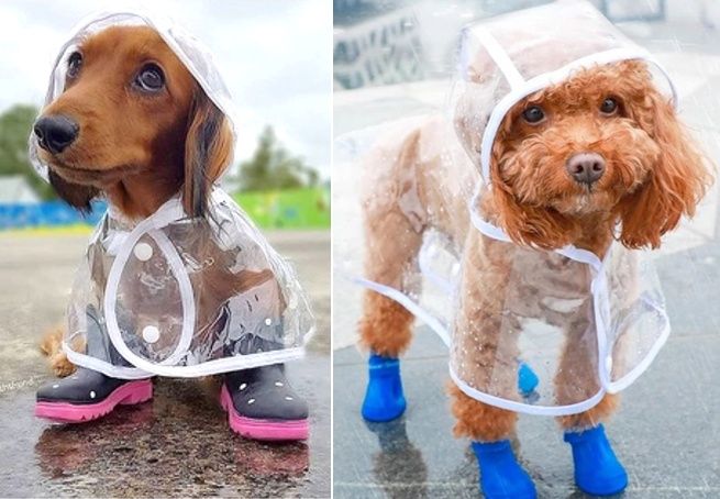 Capa CÃO! Proteção para a CHUVA! (Raças PEQUENAS)