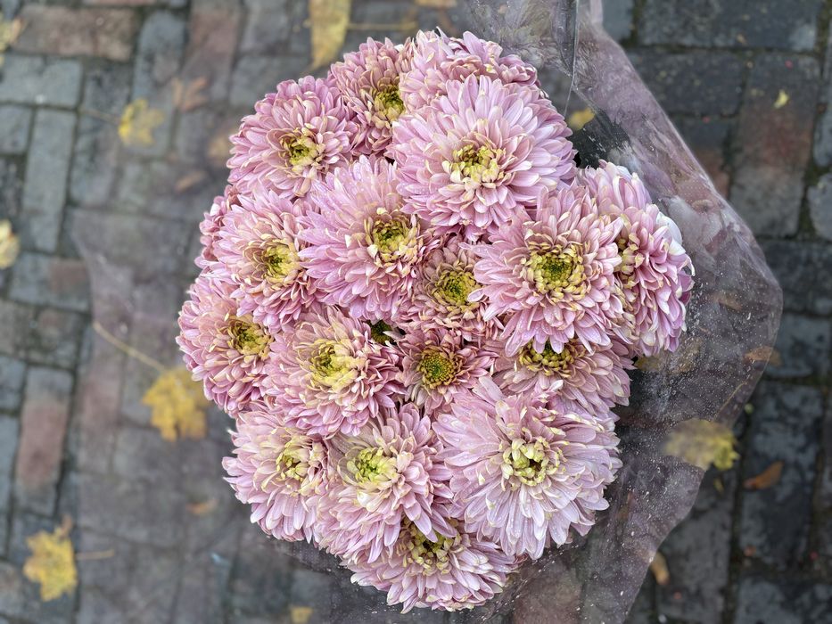 Chryzantemy chryzantemy