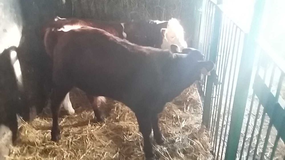 Byczki cielęta miesne Biłgoraj