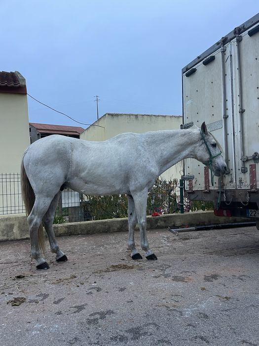 Cavalo capado montado e engatado