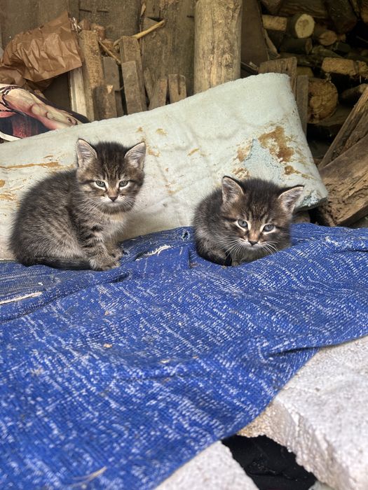 Віддам Милі кошенятка