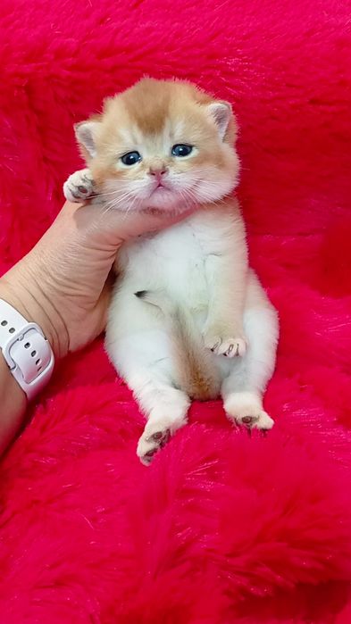 Дуже гарний котик золота шиншила. Шотландський прямовухий