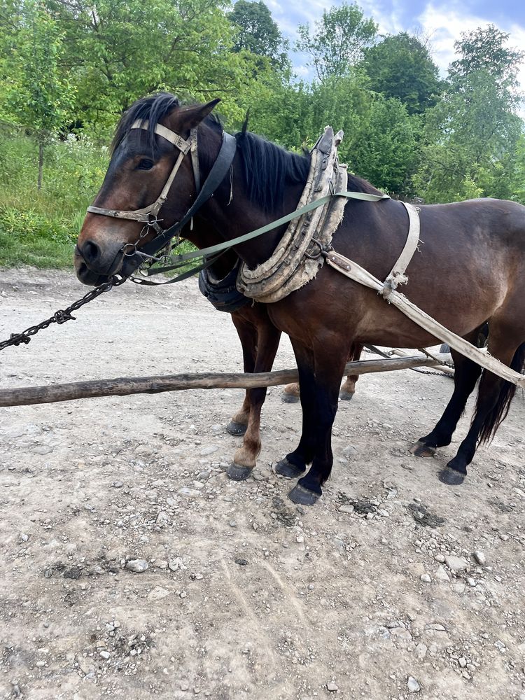 Продам коня