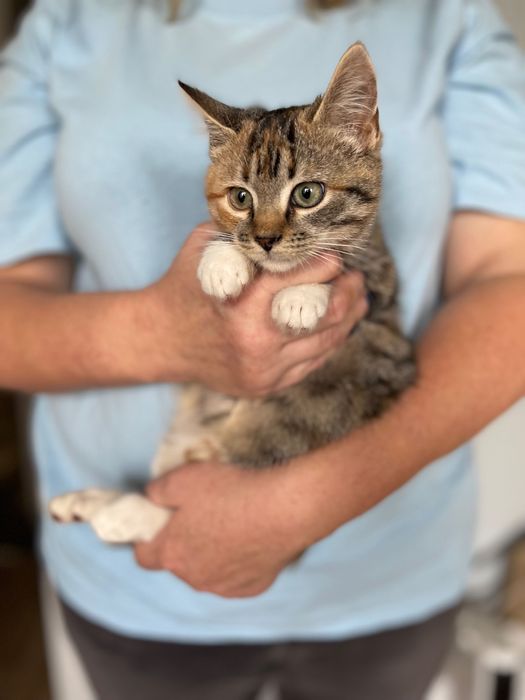 Котята котики отдам котенок девочка