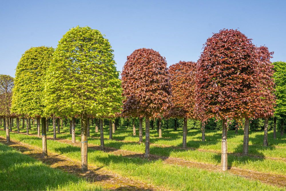 Bonsai-Niwaki formowane sosna cis jałowiec. Laurowiśnia jodła szmaragd