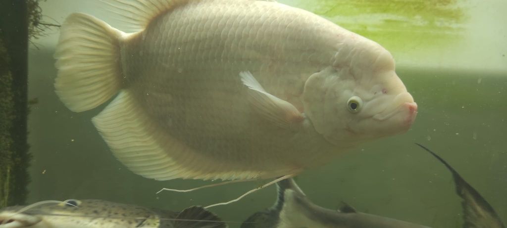 Vendo gurami gigante albino 50cm